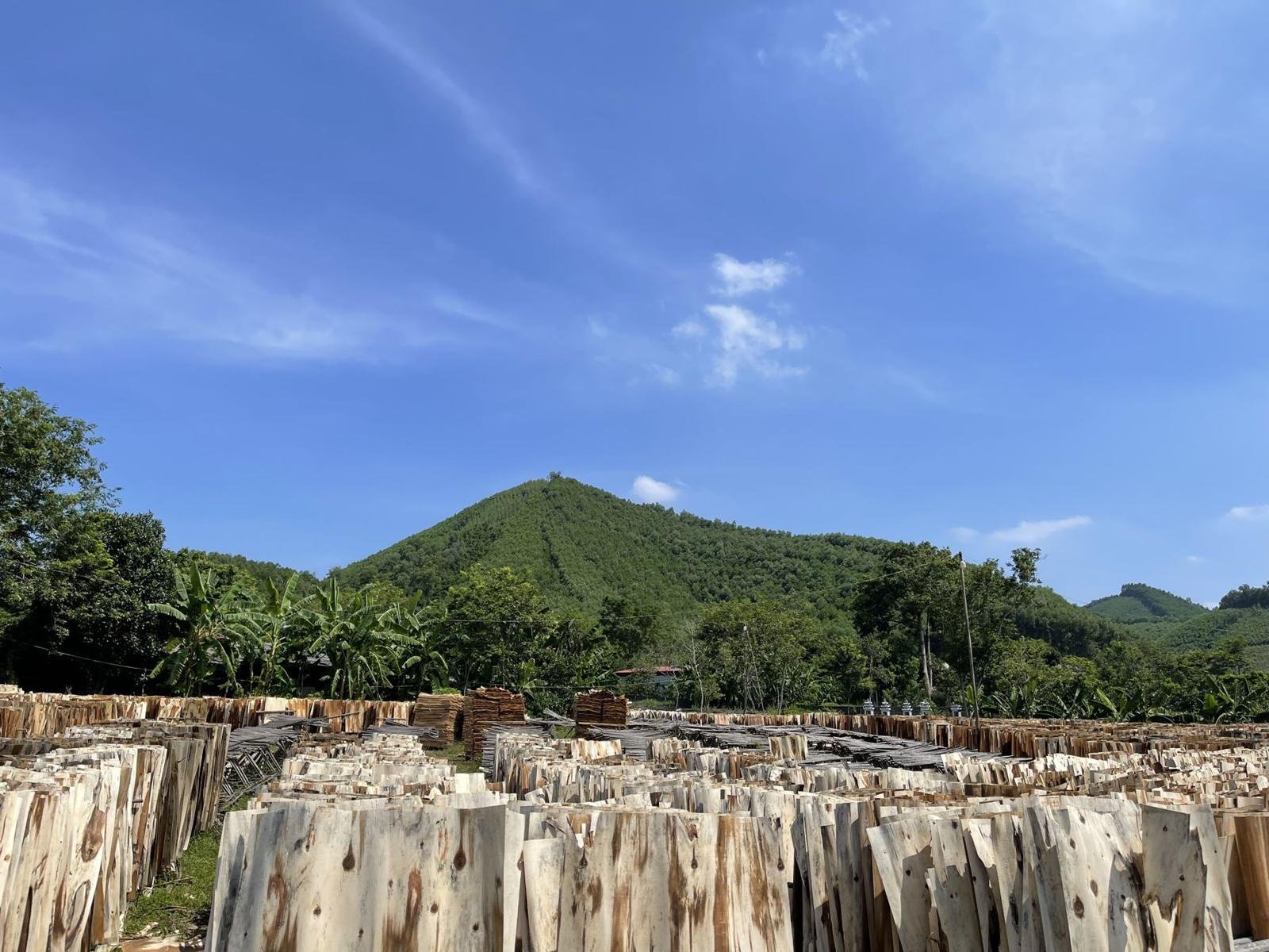 Veneer: Sun-drying yard — 07/2023
