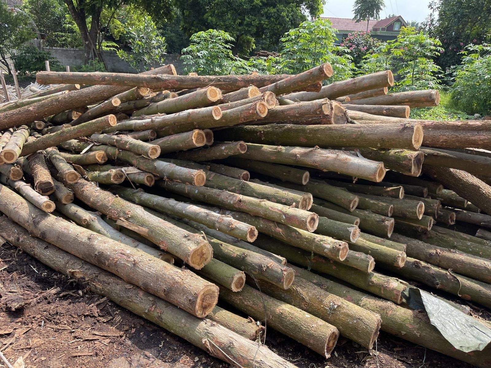 Eucalyptus logs at the yard
